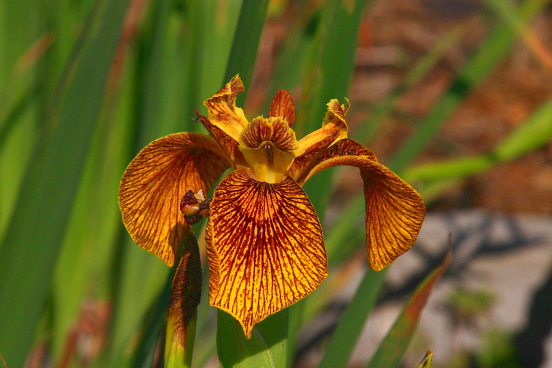 Iris-pseudacorus-Berlin-Tiger-26-0511-01