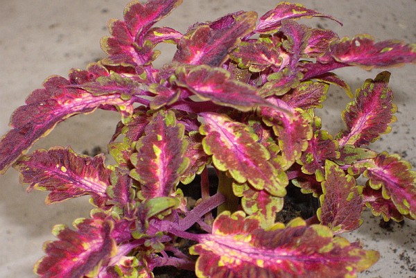 Solenostemon `Beauty of Lyons` - Buntnessel