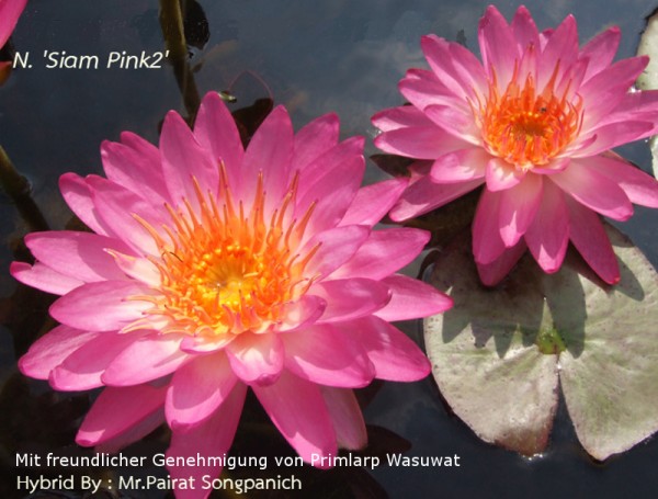Nymphaea `Siam Pink 2` - Winterharte Intersubgenerische Seerose