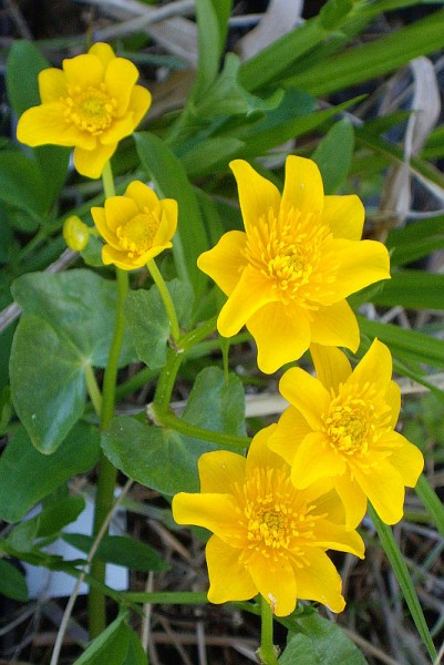 Caltha palustris 'Semiplena' - Sumpfdotterblume