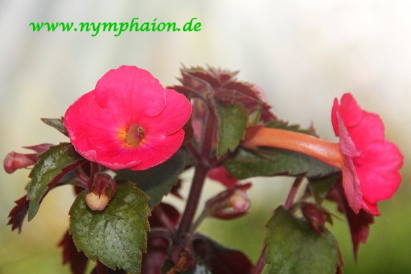 Achimenes `Tango` - Schiefteller