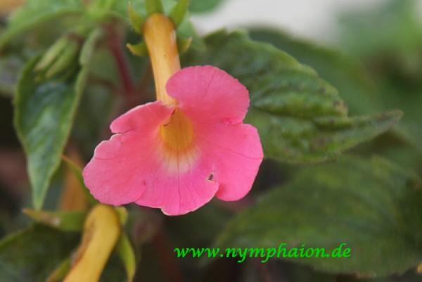 Achimenes `Peach Cascade` - Schiefteller