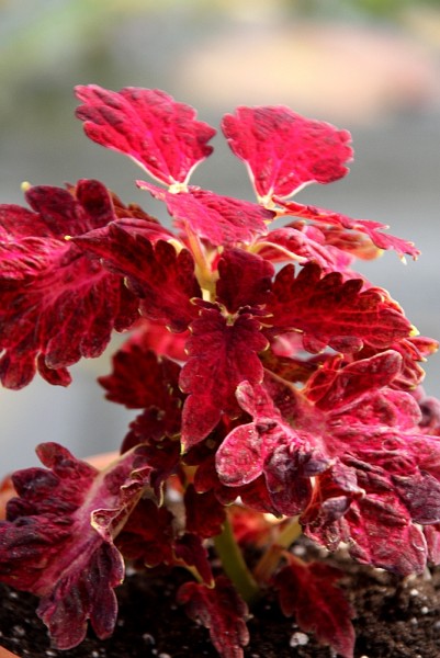 Solenostemon `Firelight` - Buntnessel
