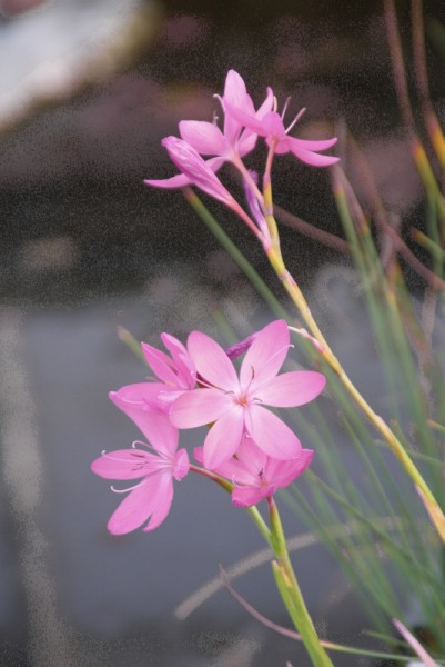 Schizostylis coccinea 'Mixed Colours' - Spaltgriffel