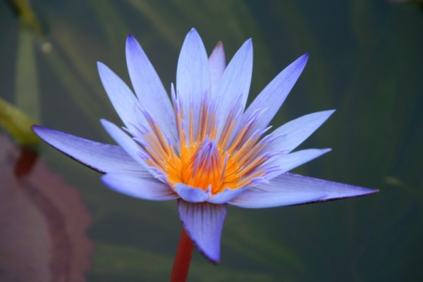 Nymphaea `Blue Beauty` - Tropische Seerose