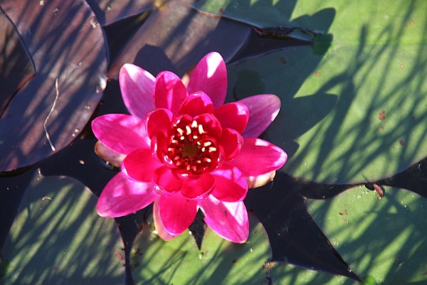 Nymphaea `Little Champion` - Winterharte Seerose