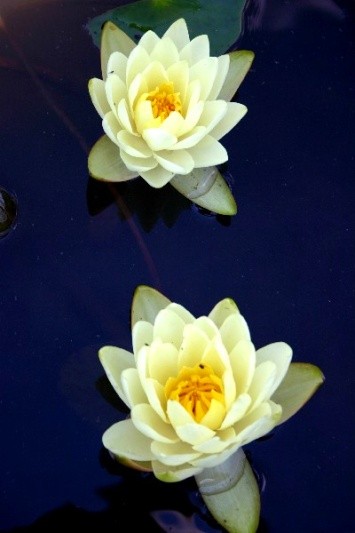 Nymphaea `Gold Medal` - Winterharte Seerose