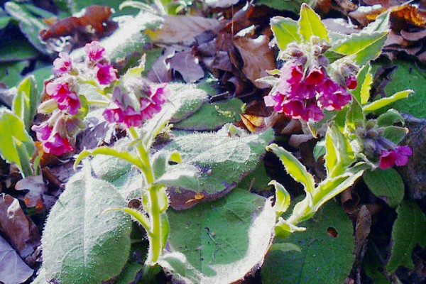 Pulmonaria rubra `Redstart' - Lungenkraut