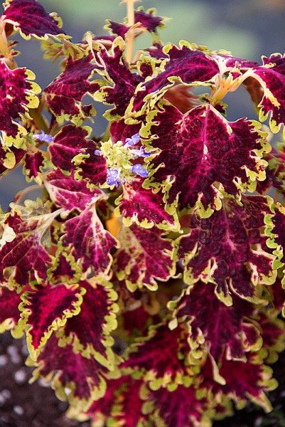 Solenostemon `Pink Devil` - Buntnessel