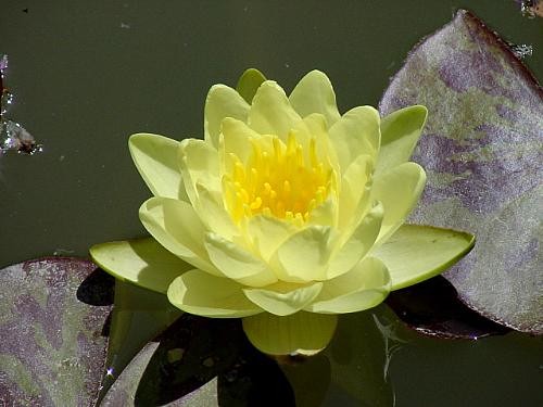 Nymphaea `Odorata Sulphurea` - Winterharte Seerose