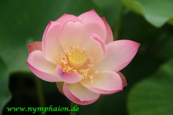 Nelumbo `Shomaihi` - Lotosblume