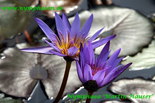 Nymphaea `Martin Hauser` - Tropische Seerose