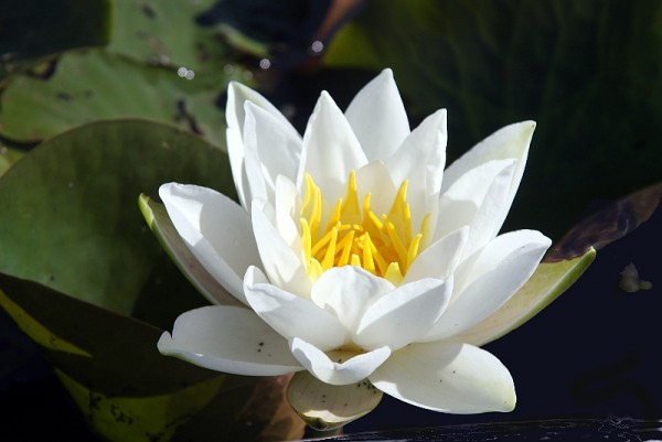 Nymphaea `Gladstoniana` - Winterharte Seerose