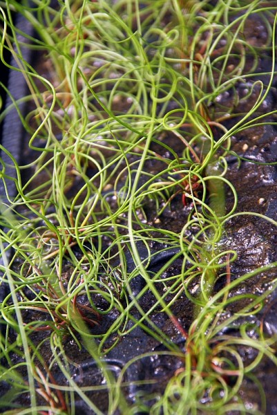 Juncus decipiens `Curly Wurly` - Zwerg-Korkenzieherbinse