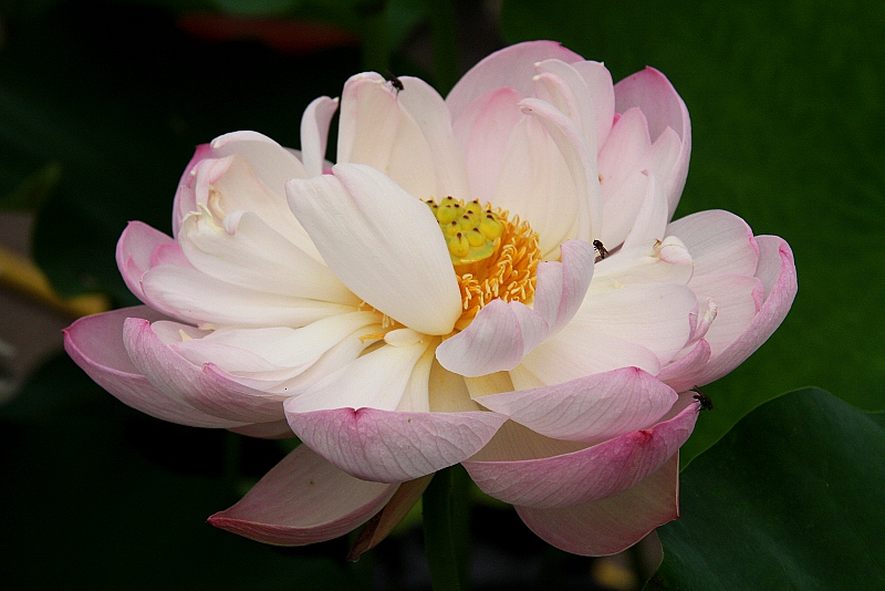 Nelumbo `Wasserspiel` - Lotosblume | Mittlere Sorten ...