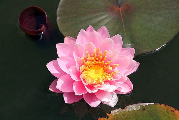 Nymphaea `Nigel` - Winterharte Seerose