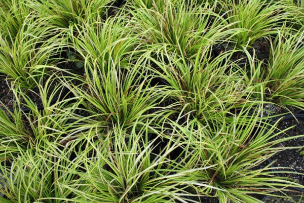 Acorus gramineus `Pusillus` - Zwergkalmus