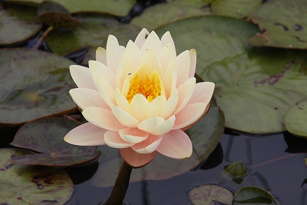 Nymphaea `Florida Sunset` - Winterharte Seerose