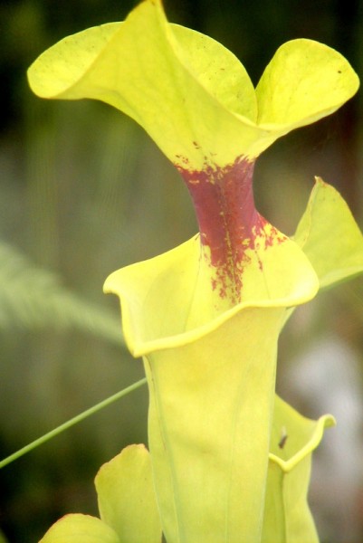 Sarracenia flava - Gelbe Schlauchpflanze