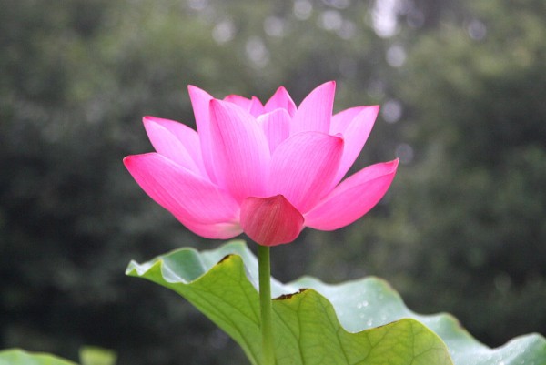 Nelumbo `Donghu Spring` - Lotosblume