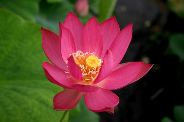 Nelumbo `Rote Schärpe` - Lotos