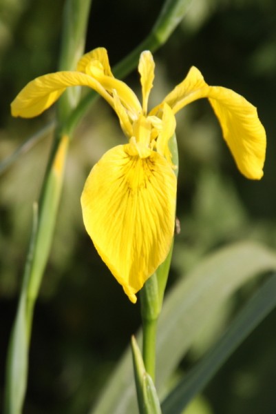 Iris pseudacorus `Blackleg' - Wasserschwertlilie