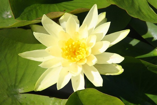 Nymphaea `Lemon Mist` - Winterharte Seerose