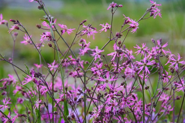 Silene flos-cuculi `Nana` - Zwerg-Kuckuckslichtnelke