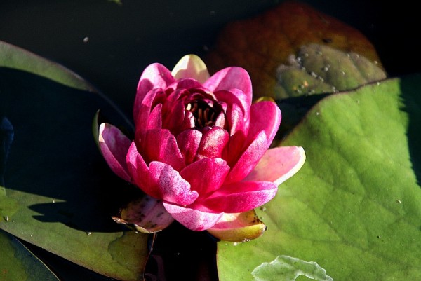 Nymphaea `Almost Black` - winterharte Seerose