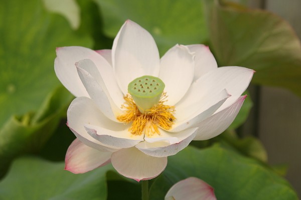 Nelumbo `Quellnymphe` - Lotosblume