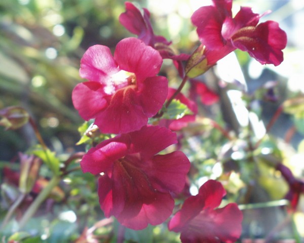 Mimulus cupreus `Roter Kaiser` - Kupferrote Gauklerblume
