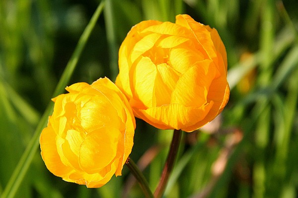 Trollius x cultorum `Feuertroll` - Trollblume
