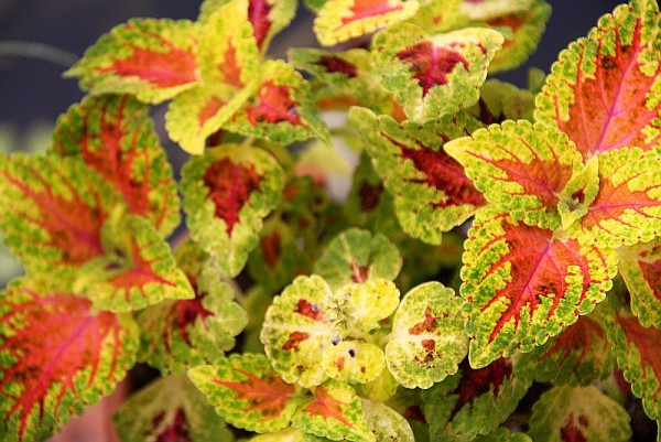 Solenostemon `Winsome` - Buntnessel