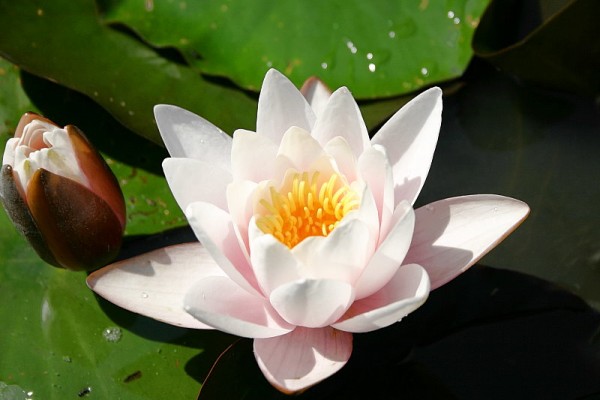 Nymphaea `Rose Magnolia` - Winterharte Seerose