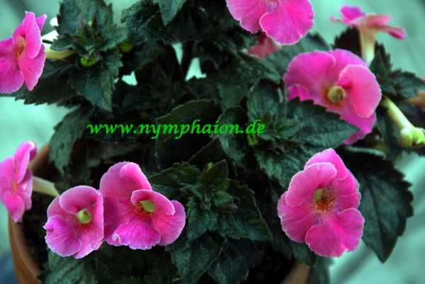 Achimenes `Arletta Pink` - Schiefteller