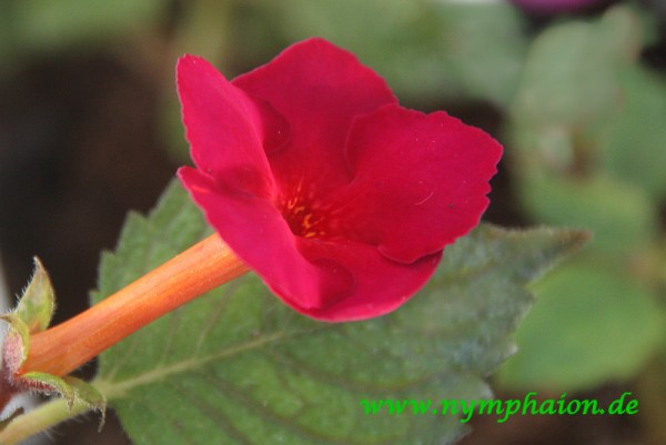 Achimenes `Lady in Black` - Schiefteller