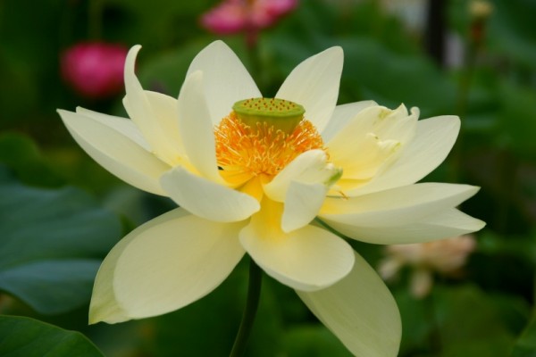 Nelumbo `Perry`s Giant Sunburst` - Lotosblume