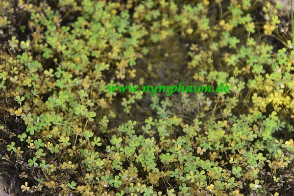 Marsilea spec. - Wasserkleefarn