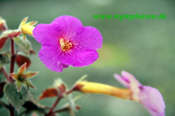 Achimenes `Extravaganza` - Schiefteller