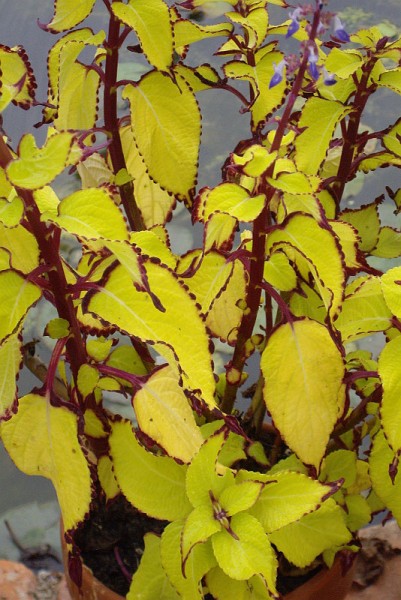 Solenostemon `Kronos` - Buntnessel