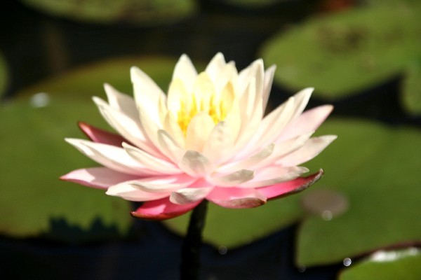 Nymphaea `Thomas O`Brien` - Winterharte Seerose