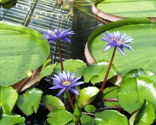 Nymphaea `Director George T. Moore` - Tropische Seerosenknolle