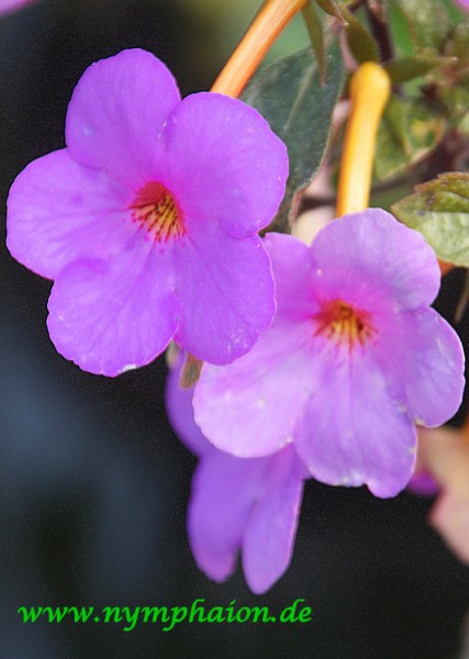 Achimenes `Aquamarine` - Schiefteller