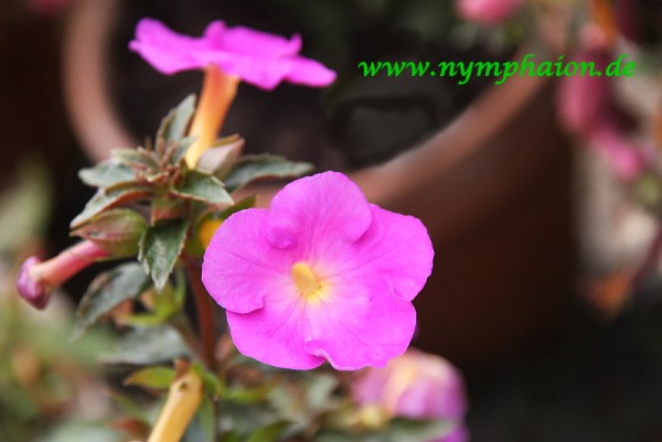 x Achimenantha `Cool Inferno` - Schiefteller