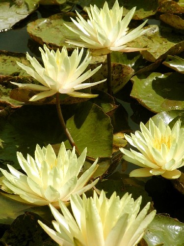 Nymphaea `Texas Dawn` - Winterharte Seerose