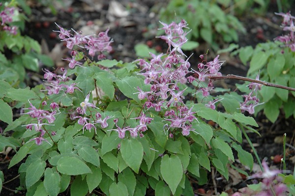 Epimedium grandiflorum 'Lilafee' - Elfenblume