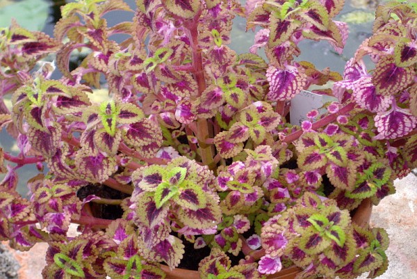 Solenostemon `Trailing Queen` - Buntnessel