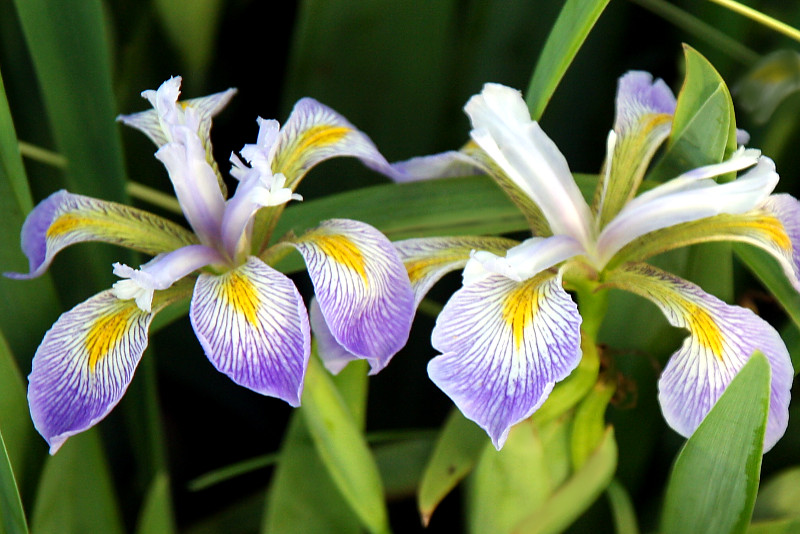 Iris-virginica