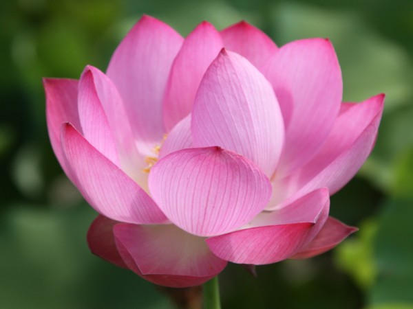 Nelumbo `Rose` - Lotosblume