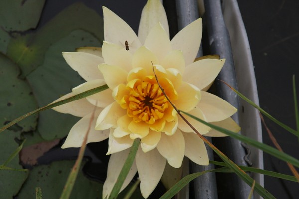 Nymphaea `Felix` - Winterharte Seerose